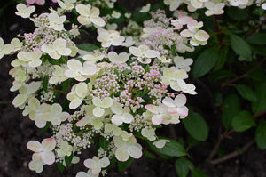 Obraz Hydrangea